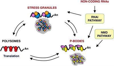 Cytoplasmic ribonucleoprotein complexes, RNA helicases and coronavirus infection